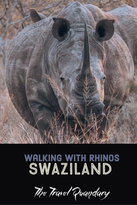 Pin to Pinterest | A Walk With Rhinos In Swaziland