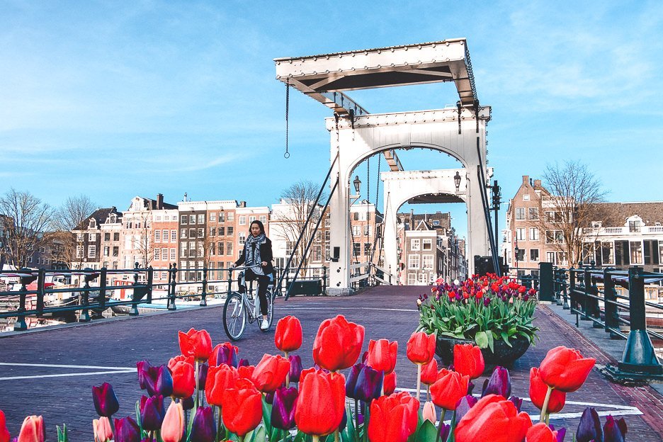 Riding next to tulips across Magere Brug, Amsterdam