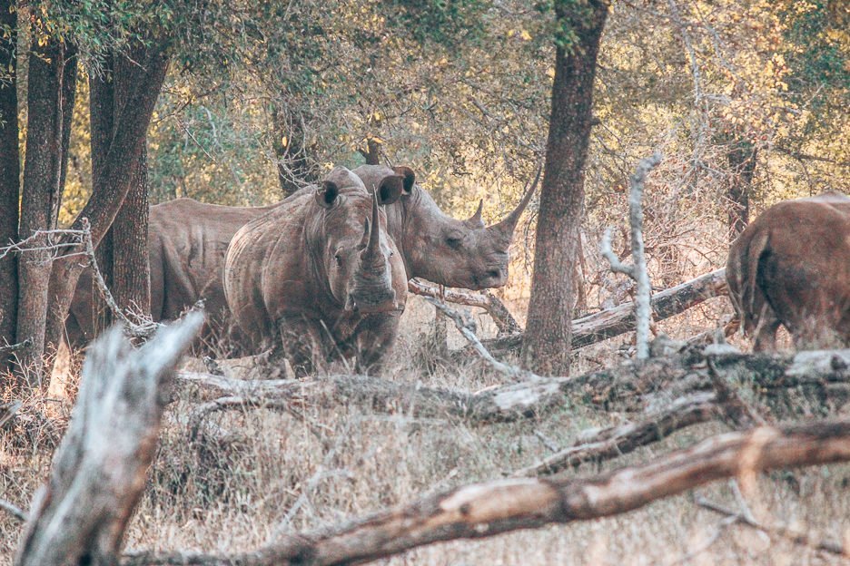 Two adult rhinoceros among the trees at Hlane Royal National Park, Swaziland