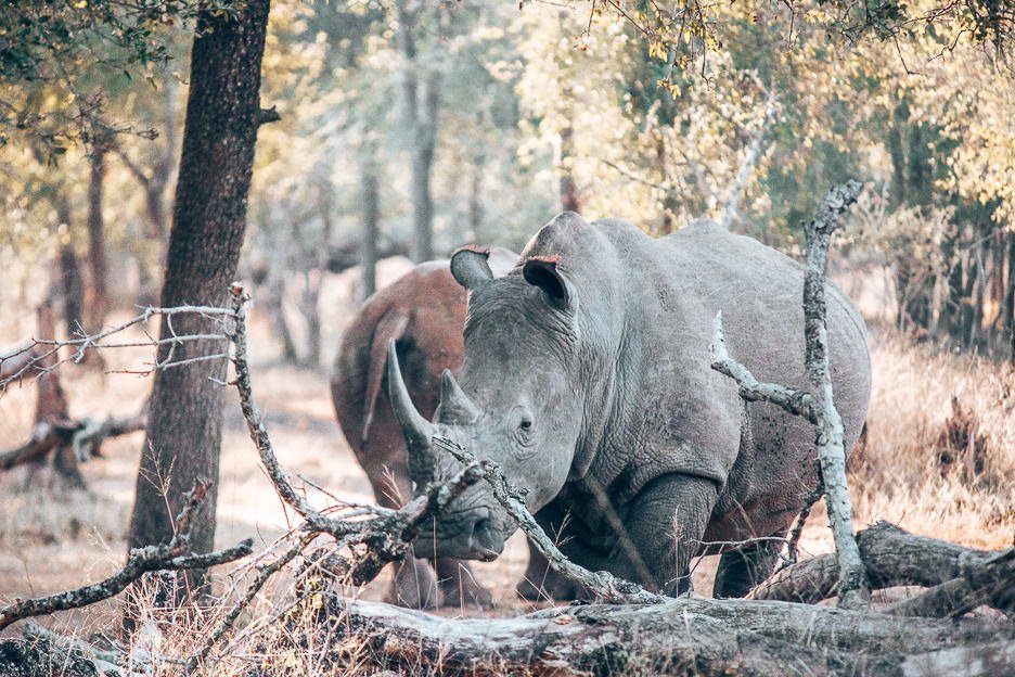 Adult rhinoceros grazing in Hlane Royal National Park, Swaziland