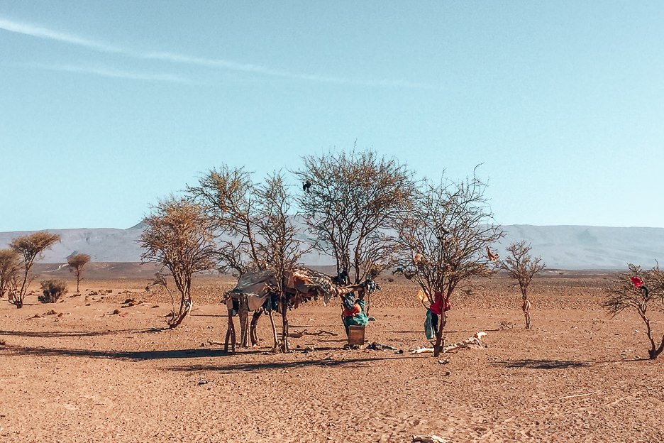 Camels and nomads rest under trees in the Sahara Desert, Morocco