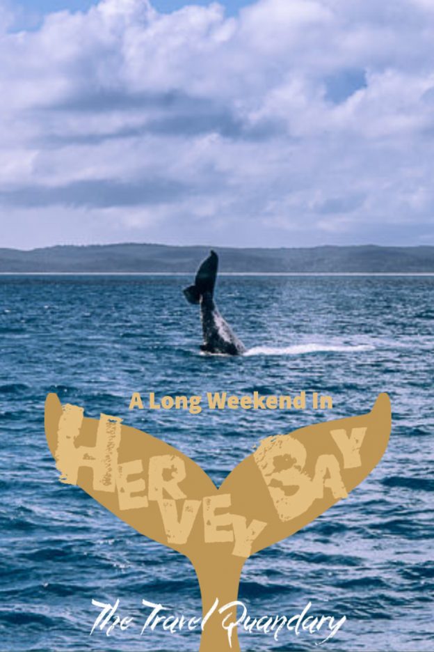 Pin Photo | Whale watching hervey bay