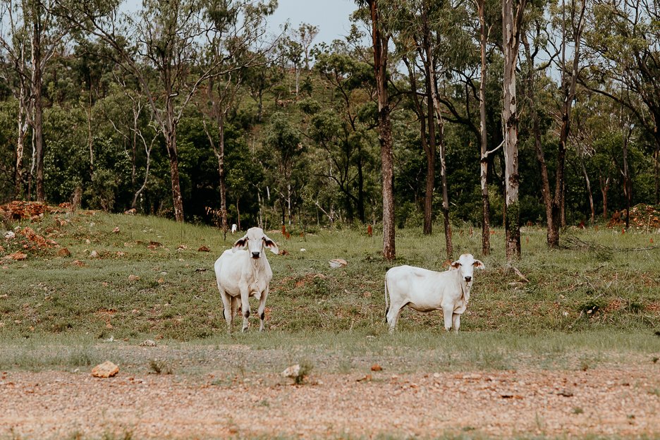 Cows by the side of the road in Chillagoe