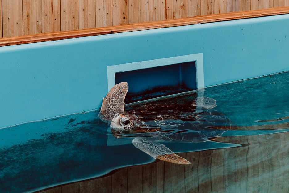 Sea Turtle at Cairns Rehabilitation Centre